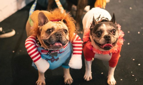 ‘CarnavAU’ promove folia para pets e tutores neste sábado em Volta Redonda